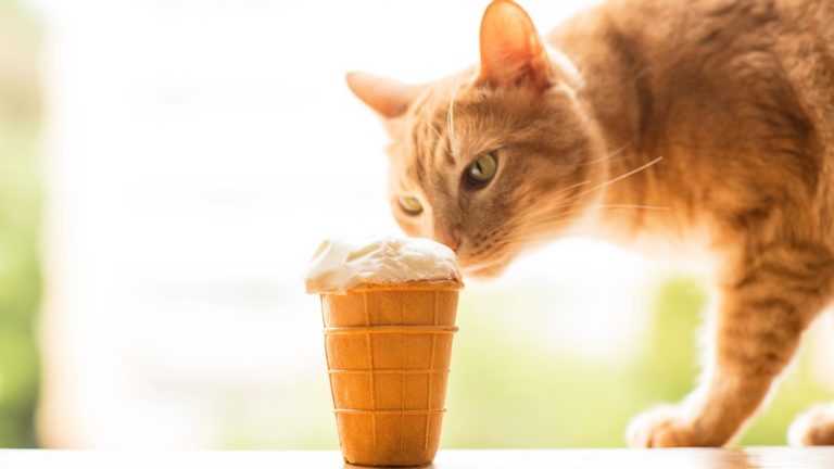 Can Cats Eat Vanilla Ice Cream What S Inside The Scoop