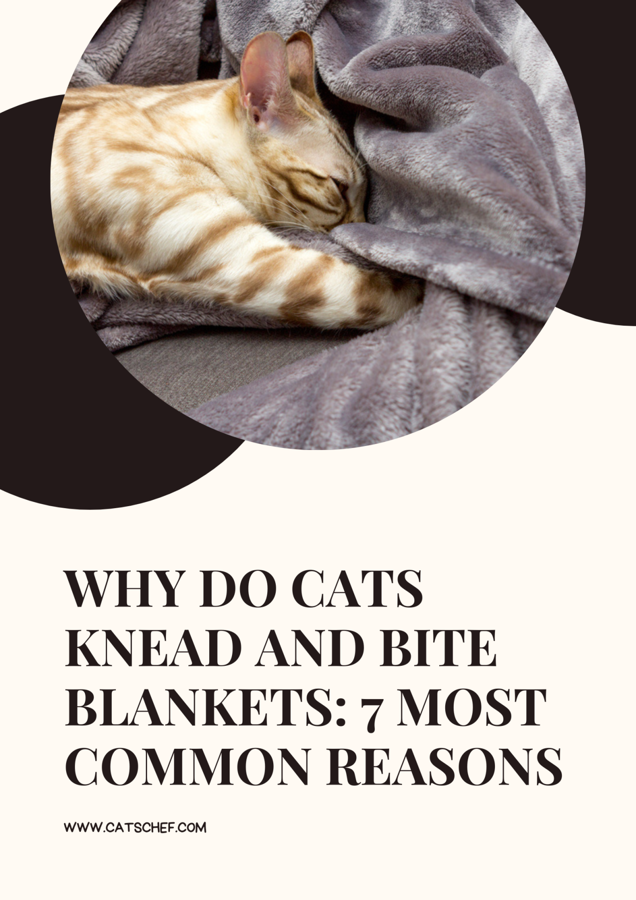 Why Do Cats Knead And Bite Blankets Most Common Reasons