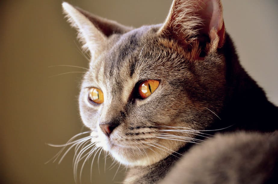 Rare Cat Eye Colors Ranked What S There To Know