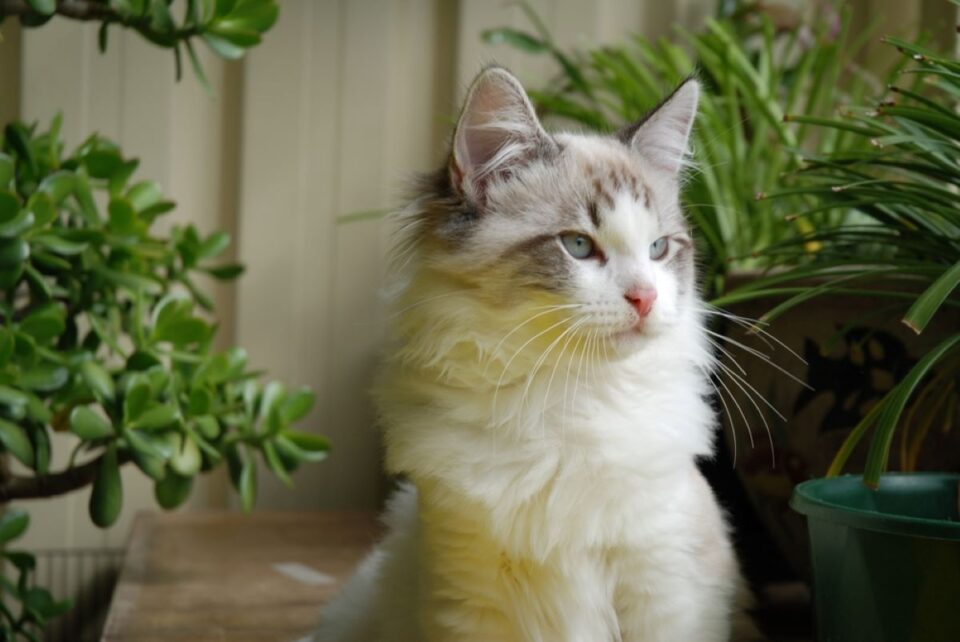 Overall Costs Of Owning A Ragdoll Cat 2023 Price Guide