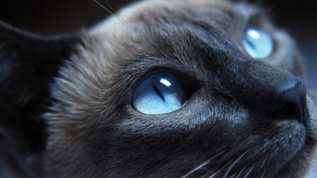 Rare Cat Eye Colors Ranked From Most Common To Most Unique