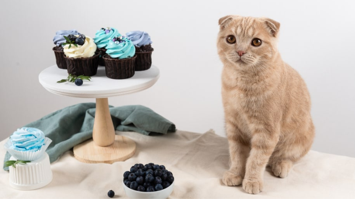 Can Cats Eat Blueberry Muffins? Are They Healthy For Cats?