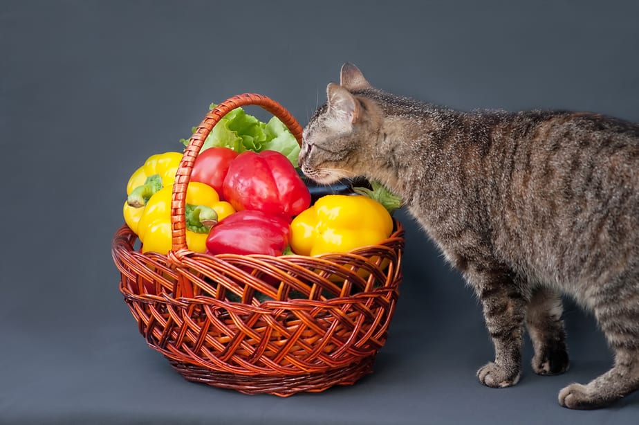 Kediler Dolmalık Biber Yiyebilir mi? Bu Renkli Sebzeler Güvenli mi? 