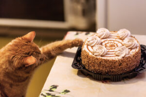 can cats eat cake