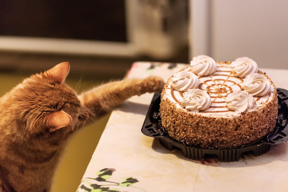 Kediler Pasta Yiyebilir mi? Onu Partiye Davet Etmeden Önce Bunu Okuyun
