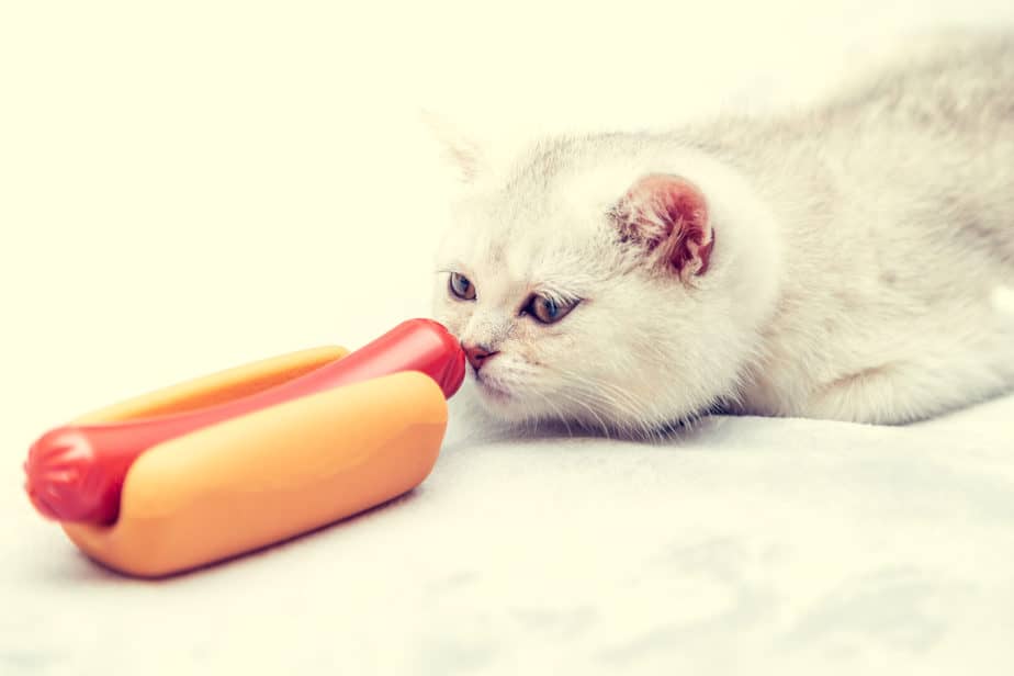 can cats eat hot dogs