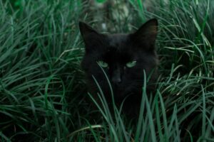 can cats eat okra