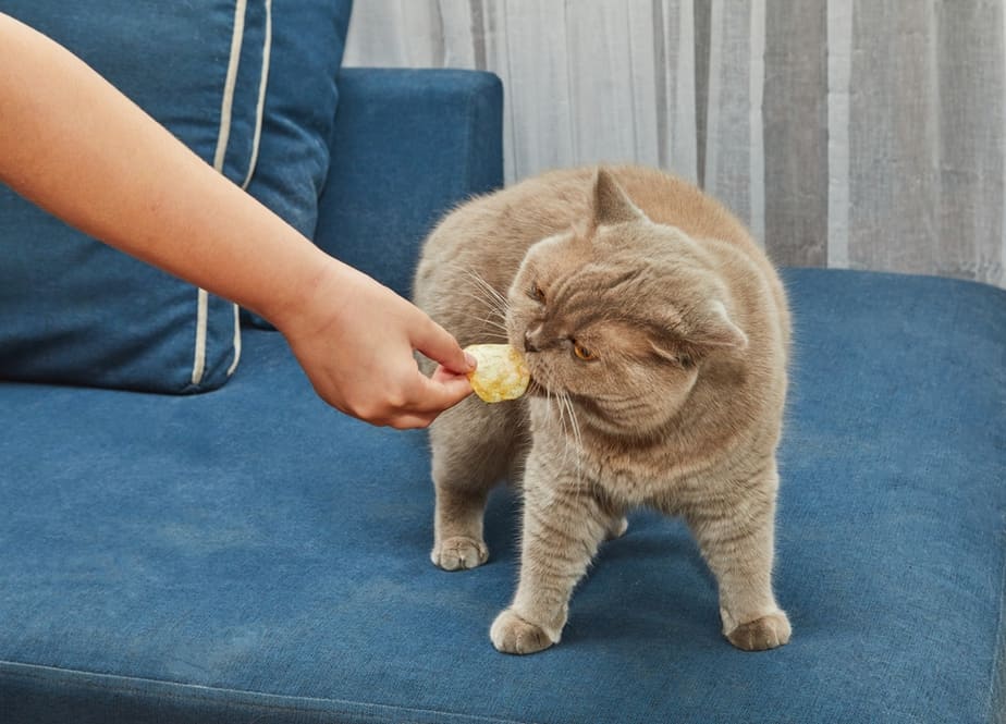 can cats eat pringles