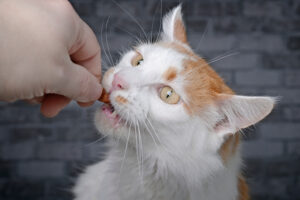 can cats eat takis