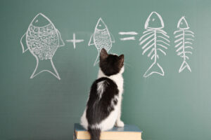 can cats eat tilapia