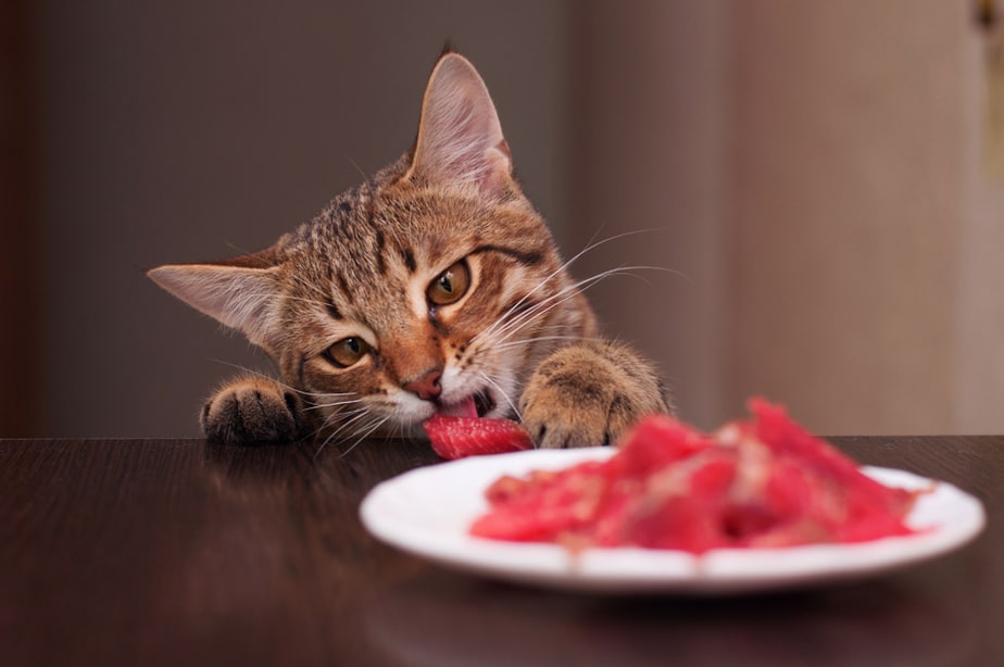 Kediler Sosisli Sandviç Yiyebilir mi? İşte Neden Bu Kadar Tehlikeli Oldukları