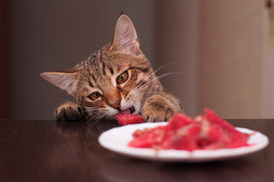 Can Cats Eat Hot Dogs? Here’s Why They’re So Dangerous