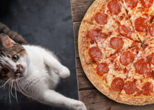 can cats eat pepperoni