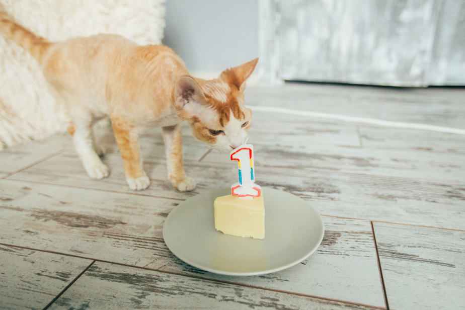 Can Cats Eat Cake? Before You Invite Her To A Party, Read This