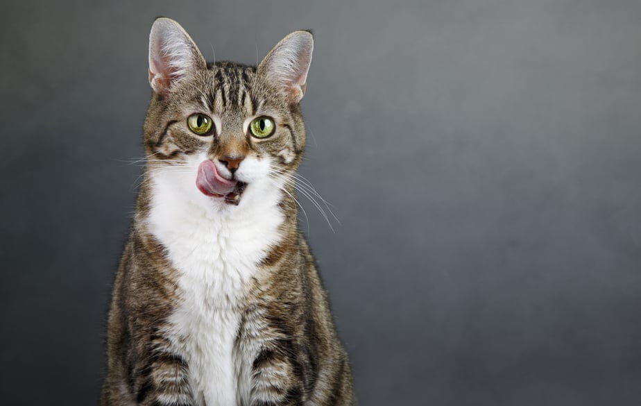 Kediler Kalamar Yiyebilir mi? Doğru Hazırlayın ve Gerçek Bir İkrama Dönüştürün