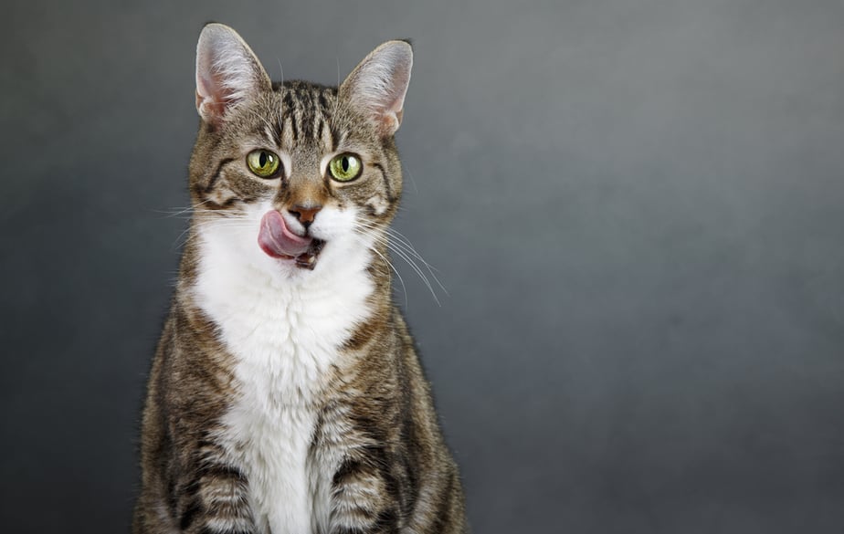 Can Cats Eat Squid? Prepare It Right And Turn It Into A Real Treat