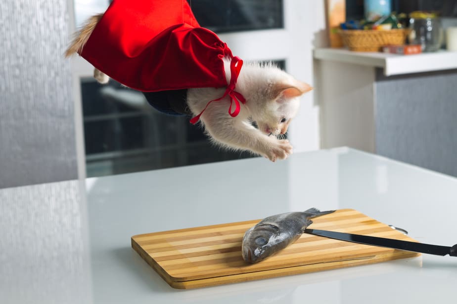 Can Cats Eat Tilapia? Is This Fishy Safe?