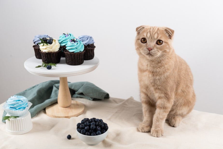 Kediler Yabanmersinli Muffin Yiyebilir mi? Kediler İçin Sağlıklı mı?