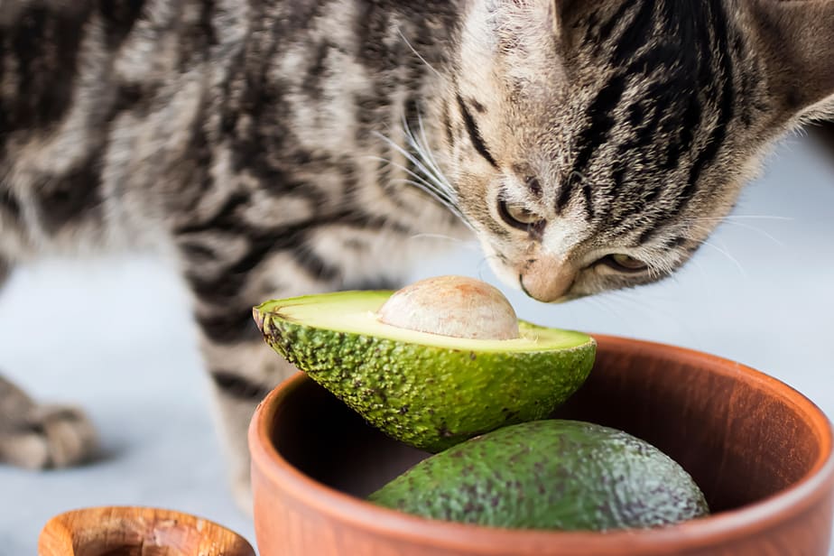 Can Cats Eat Tortillas? All There Is To Know