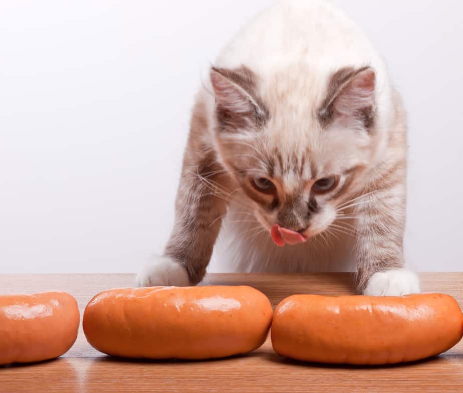 Are hot dogs bad hotsell for cats