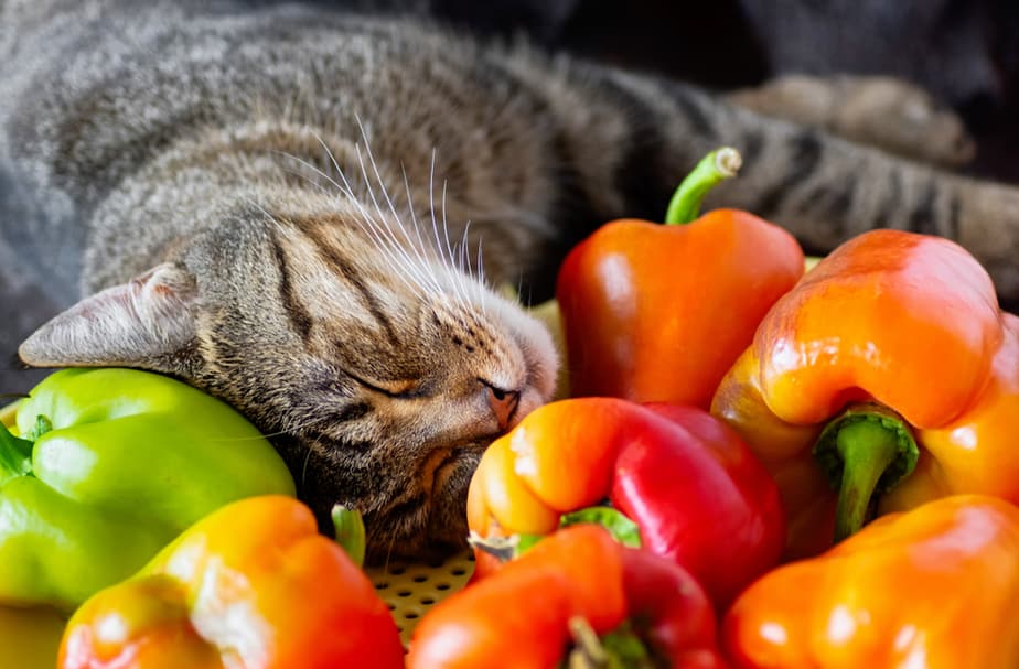 Kediler Dolmalık Biber Yiyebilir mi? Bu Renkli Sebzeler Güvenli mi?