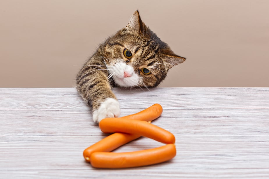 Can Cats Eat Hot Dogs? Here’s Why They’re So Dangerous