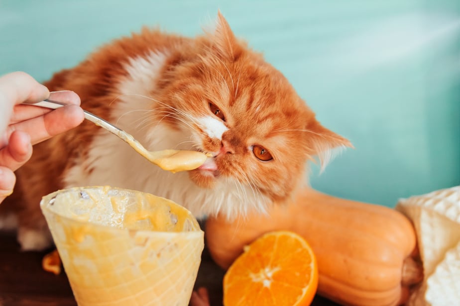 Can Cats Eat Vanilla Pudding 