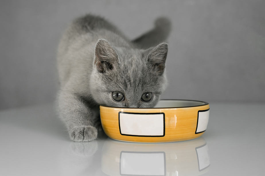 Can Cats Eat Dates? Sweet Treats Or Hazardous Food