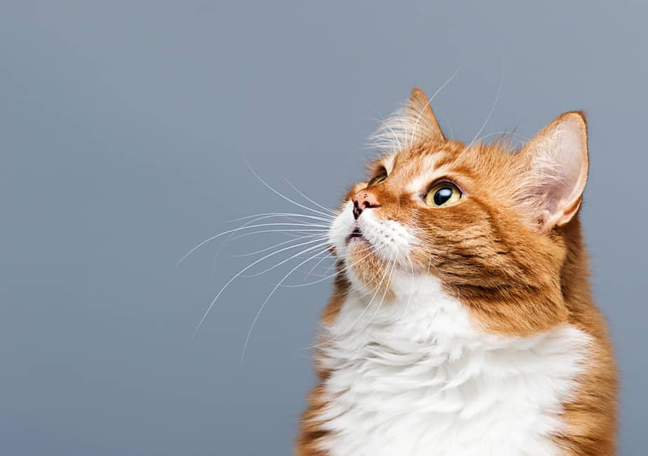 Can Cats Eat Bell Peppers? Are These Colorful Veggies Safe?