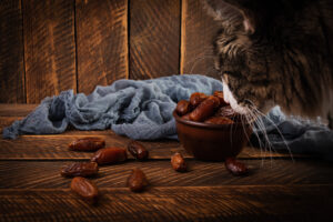can cats eat dates