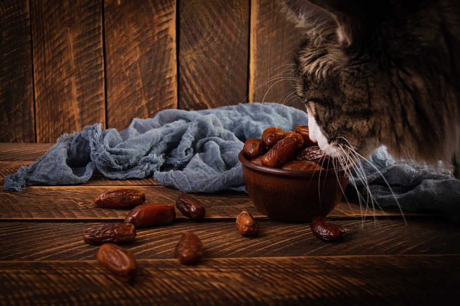 Can Cats Eat Dates? Sweet Treats Or Hazardous Food