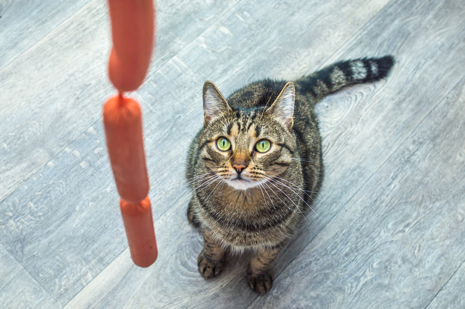 Can Cats Eat Hot Dogs? Here’s Why They’re So Dangerous