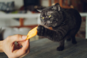 can cats eat graham crackers