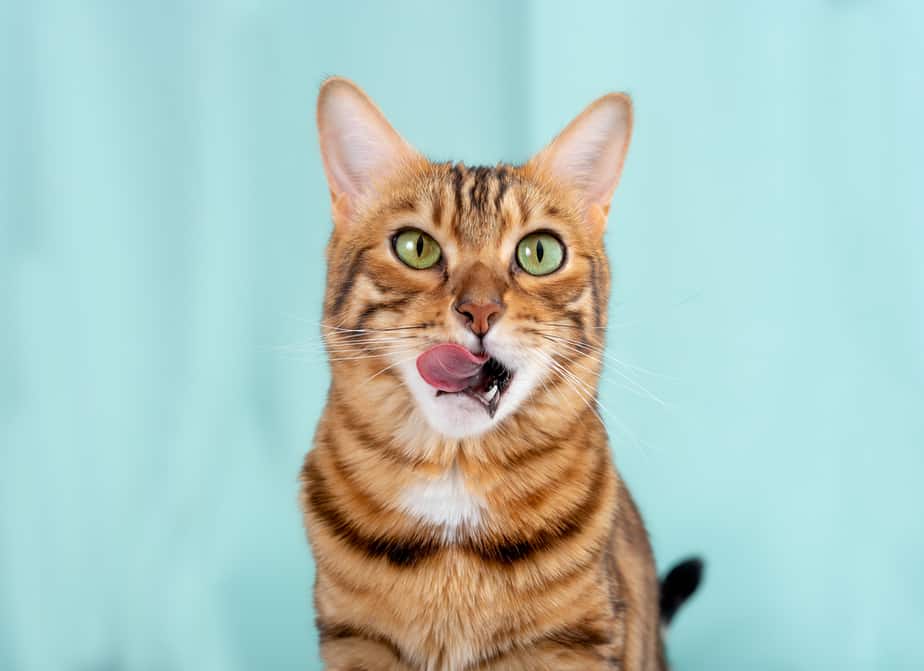 Can Cats Eat Blueberry Muffins? Are They Healthy For Cats?