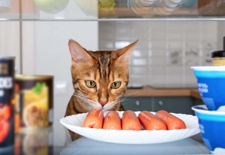 Can Cats Eat Hot Dogs? Here’s Why They’re So Dangerous