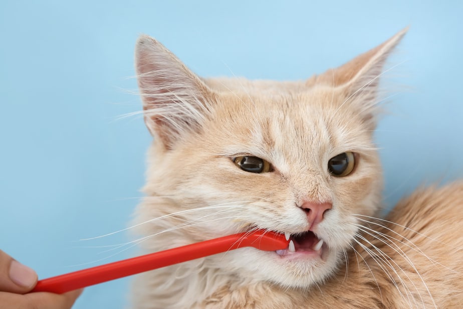 Kediler Hurma Yiyebilir mi? Tatlı İkramlar veya Tehlikeli Yiyecekler
