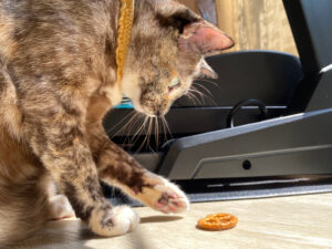 can cats eat pretzels