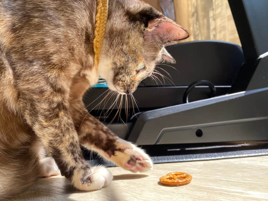 Can Cats Eat Pretzels? Are They Toxic To Your Kitto?