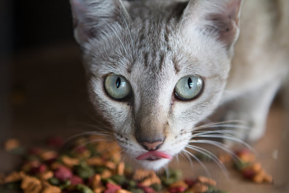 Can Cats Eat Tortillas? All There Is To Know