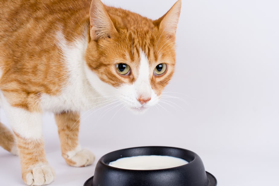 Can Cats Eat Vanilla Pudding? Green Or Red Light?