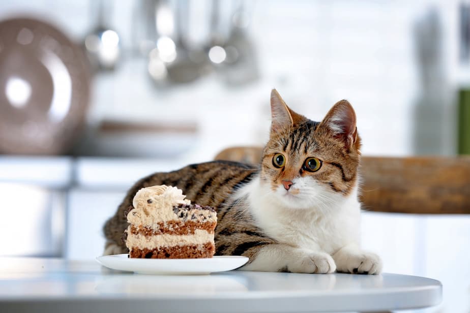 Can Cats Eat Cake? Before You Invite Her To A Party, Read This