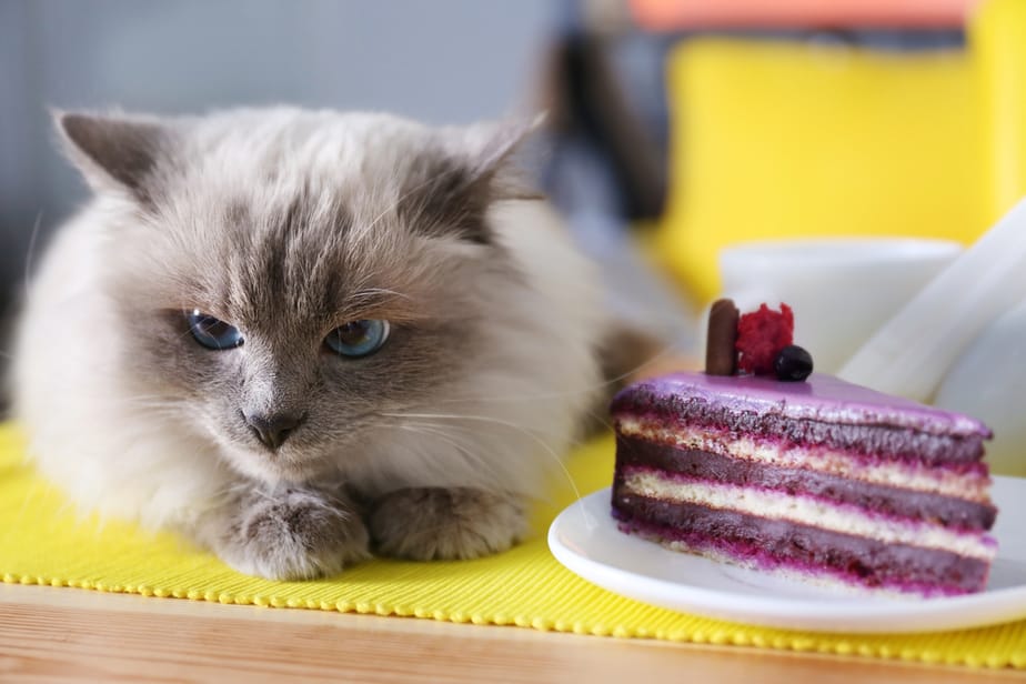 Kediler Pasta Yiyebilir mi? Onu Partiye Davet Etmeden Önce Bunu Okuyun