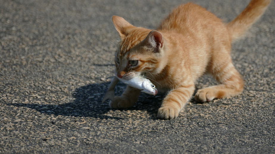 Kediler Tilapia Yiyebilir mi? Bu Balık Güvenli mi?