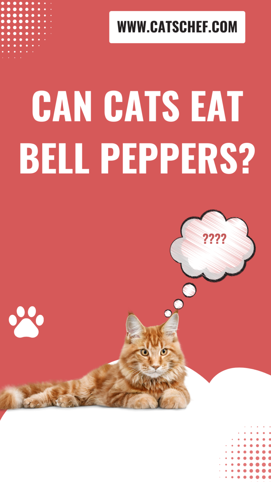 Can Cats Eat Bell Peppers? Are These Colorful Veggies Safe?
