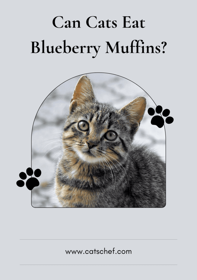 Can Cats Eat Blueberry Muffins?