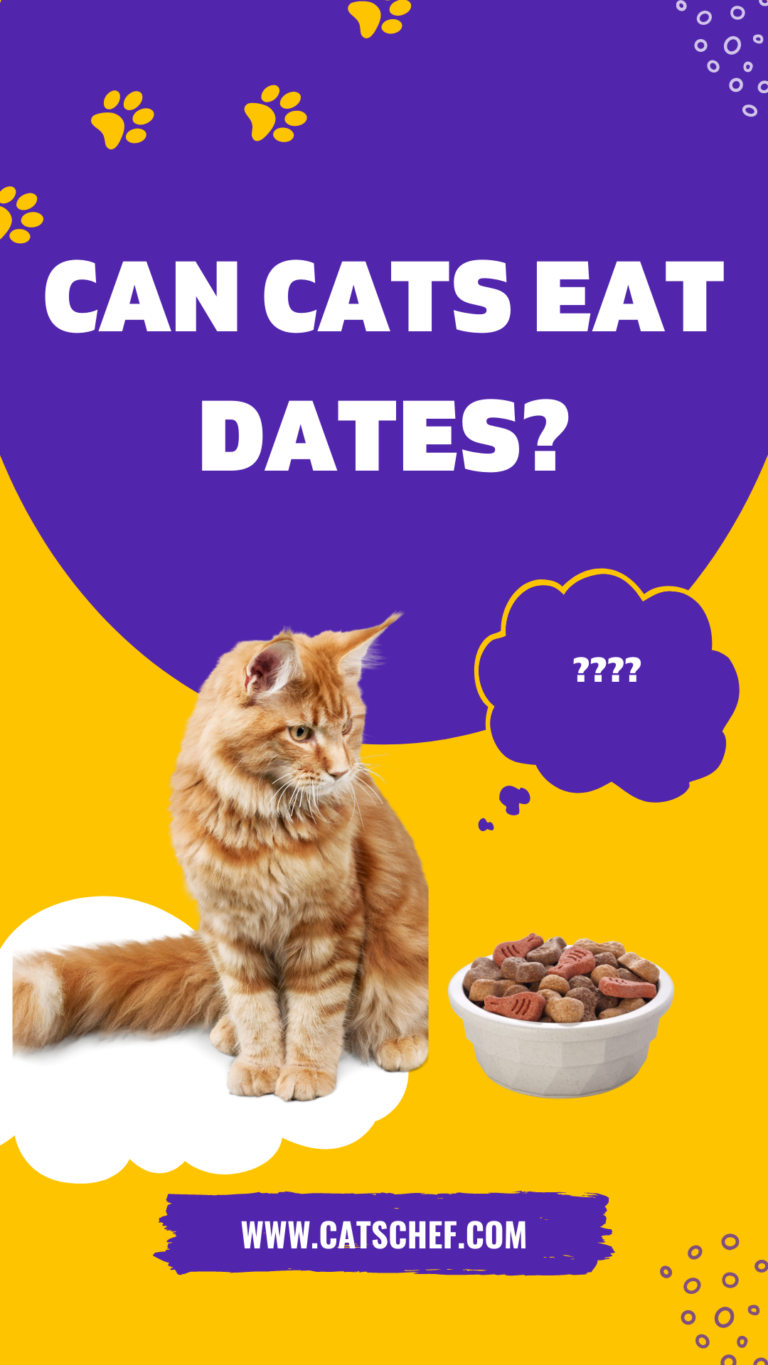Can Cats Eat Dates? Sweet Treats Or Hazardous Food
