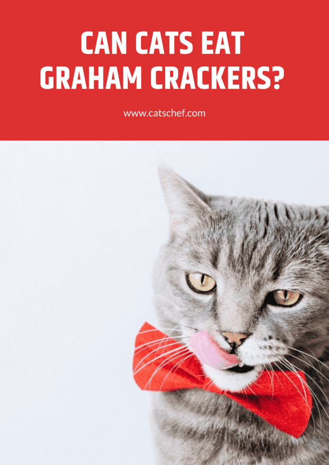 Kediler Graham Kraker Yiyebilir mi?