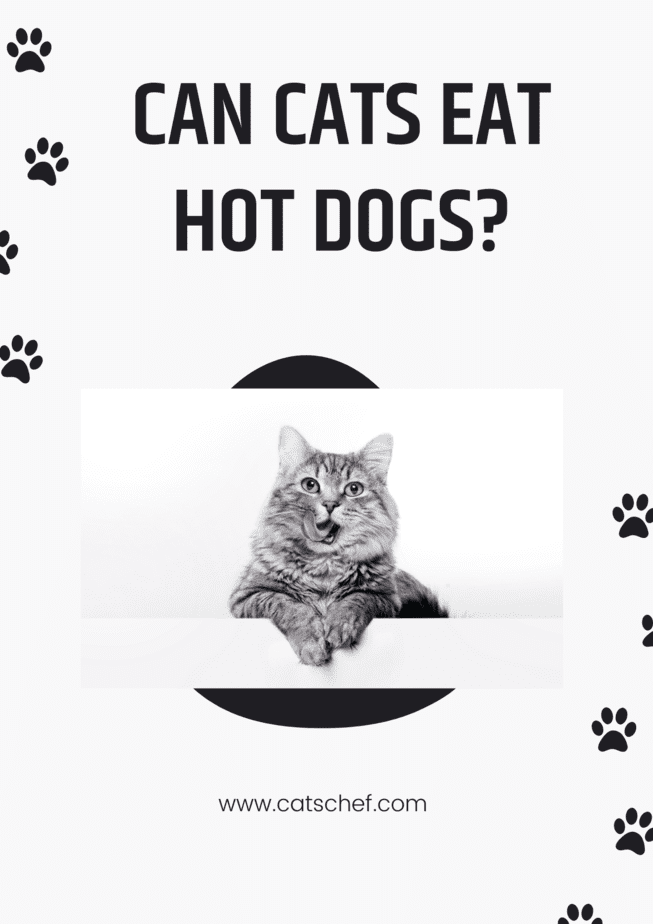 Can Cats Eat Hot Dogs?