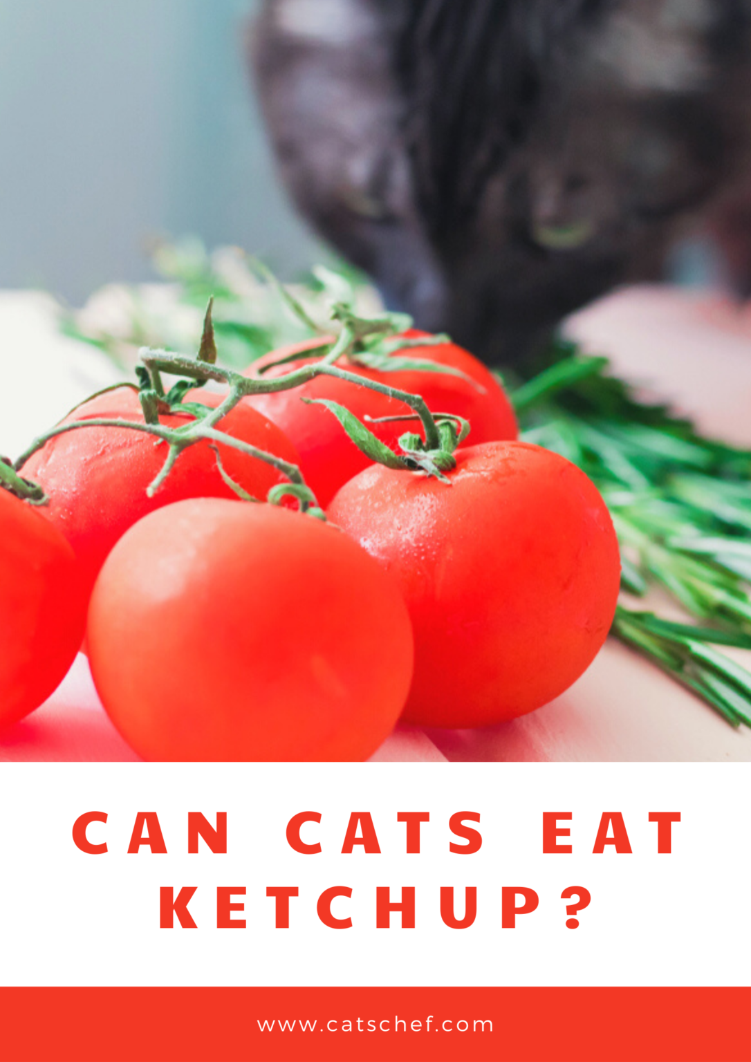 Can Cats Eat Ketchup? Everything A Responsible Cat Owner Should Know