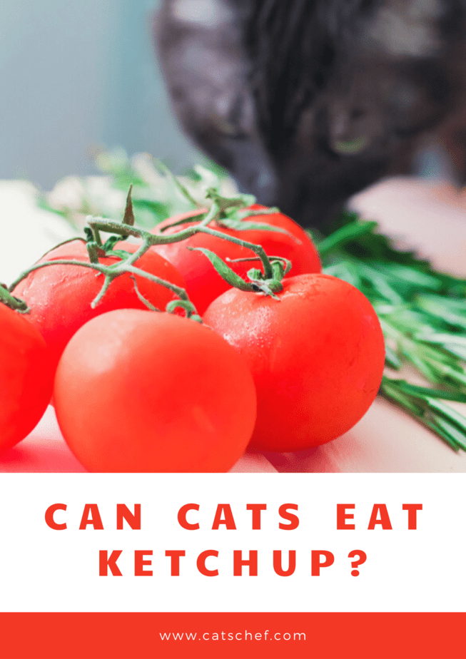 Can Cats Eat Ketchup?